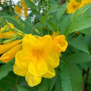 Meet your Posher, Isabella